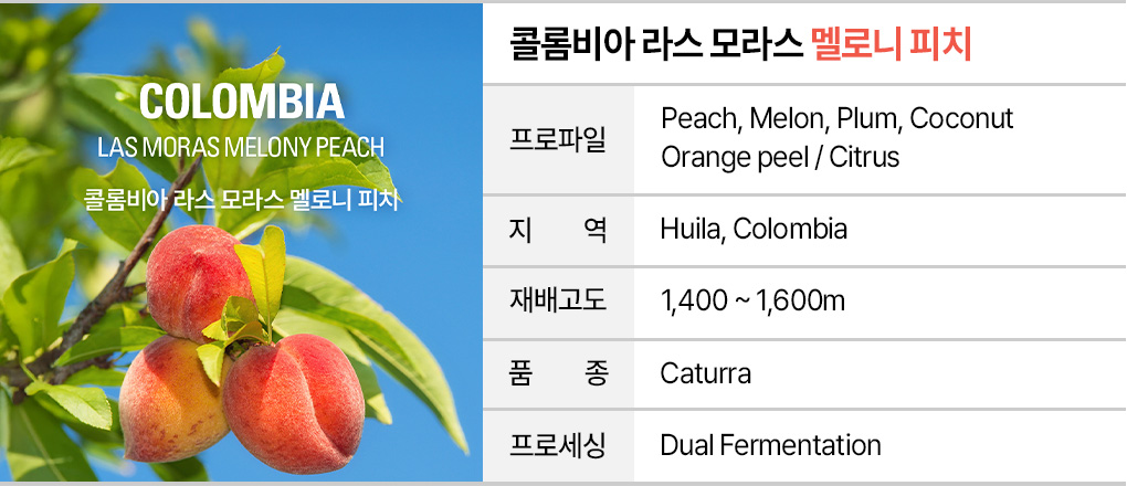 인퓨즈드 커피 샘플 5