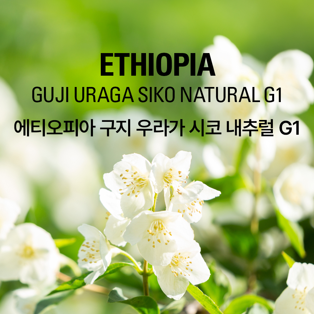 갓볶은 커피 에티오피아 구지 우라가 시코 내추럴 G1