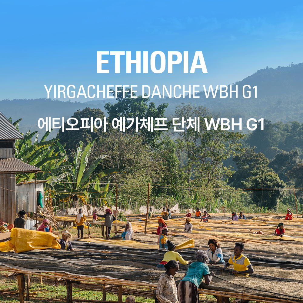 갓볶은 커피 에티오피아 예가체프 단체 WBH